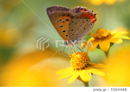 ベニシジミ ベニシジミ 5564488