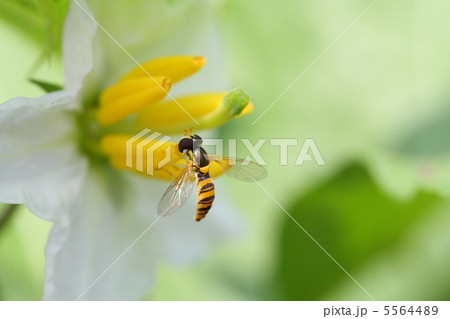 ヒメヒラタアブ ヒメヒラタアブ 5564489