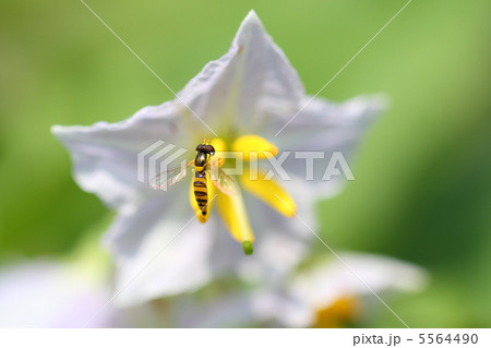 ヒメヒラタアブ ヒメヒラタアブ 5564490