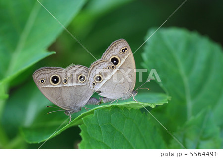 ヒメジャノメの交尾 5564491