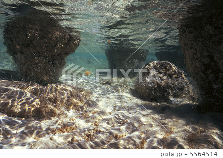 ストロマトライト 5564514