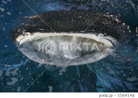 ジンベイザメ ジンベイザメ 5564548