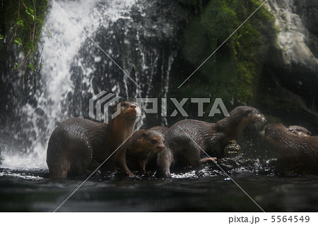 コツメカワウソ コツメカワウソ 5564549