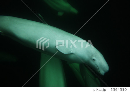 ベルーガ 5564550