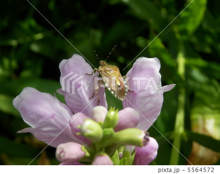 ブチヒゲカメムシ ブチヒゲカメムシ 5564572