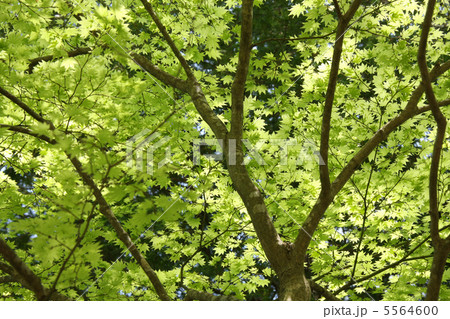 もみじの緑 5564600