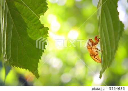蝉の抜け殻 蝉の抜け殻 5564686