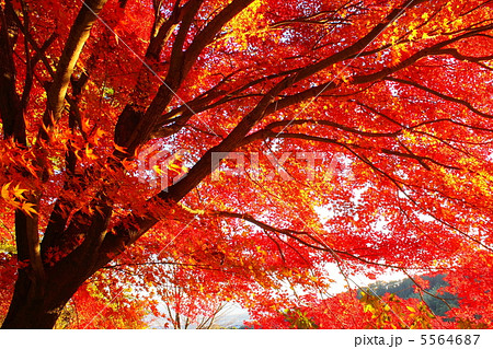 真っ赤に色づくカエデ 真っ赤に色づくカエデ 5564687