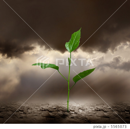 Plant growing trough dead ground. Plant growing trough dead ground. 5565073