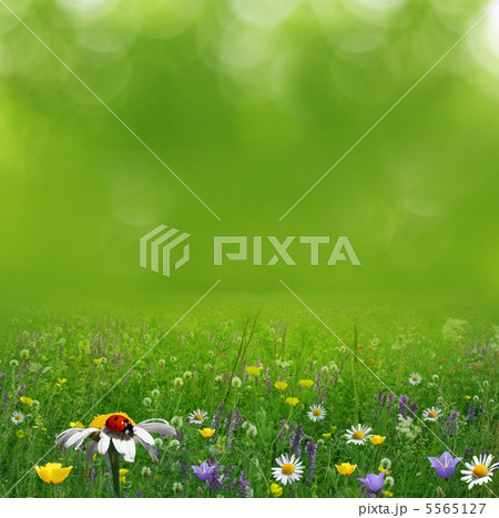 summer background summer background 5565127