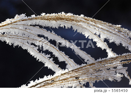 ススキについた霧氷 5565450