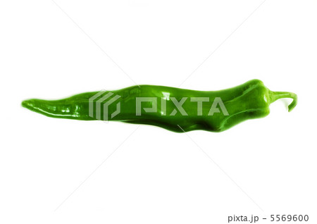 green pepper 5569600