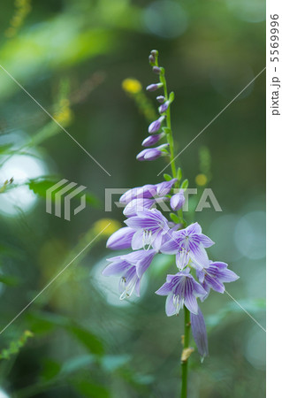 コバギボウシ 5569996