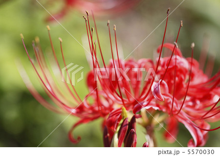 彼岸花 彼岸花 5570030