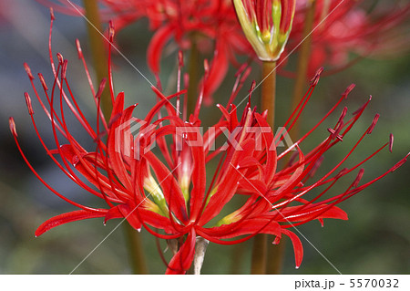 彼岸花 彼岸花 5570032