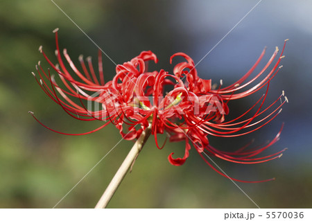 彼岸花 5570036