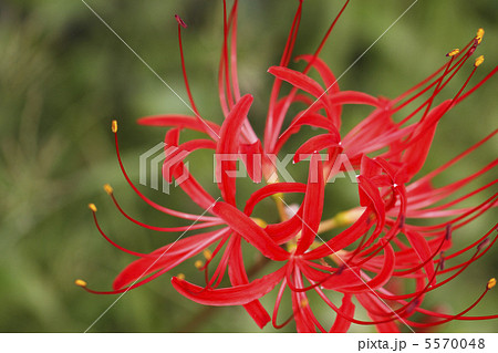 彼岸花 5570048