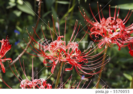 彼岸花 5570055