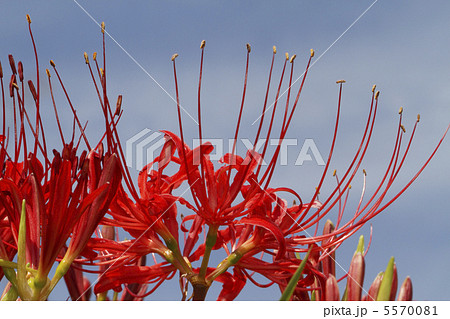 彼岸花 5570081