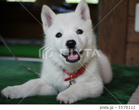北海道犬の写真素材 [5570112] - PIXTA