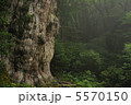 縄文杉 5570150