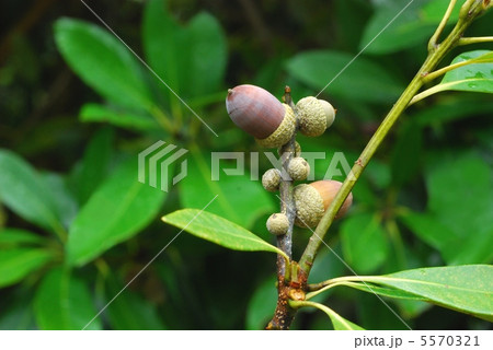 マテバシイ 5570321