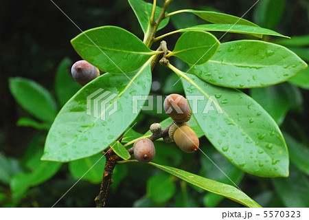 マテバシイ 5570323