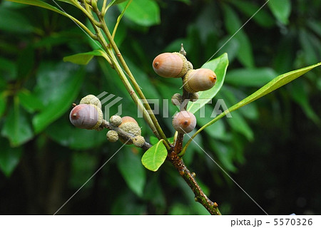 マテバシイ 5570326