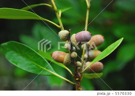 マテバシイ マテバシイ 5570330