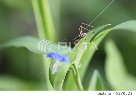 ツユクサとツユムシ ツユクサとツユムシ 5570523