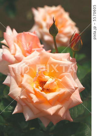 バラ サマードリームの写真素材 [5570605] - PIXTA