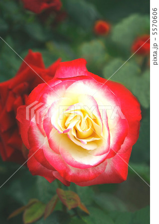 バラ　ダブルデライト 5570606