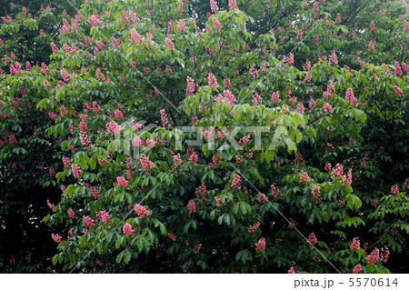 ベニバナトチノキ 5570614