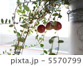 クランベリー 5570799