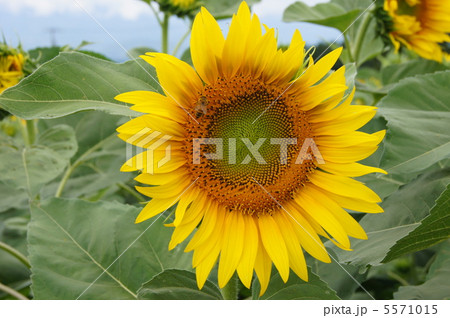 夏の花　ヒマワリ 5571015