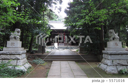 茅の輪くぐり　神社参道 5571016