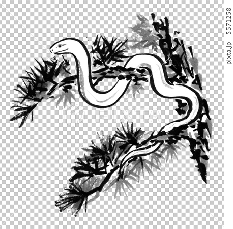 A white snake coiling around a pine branch (ink painting) 5571258