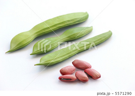 白花ナタ豆と種 5571290