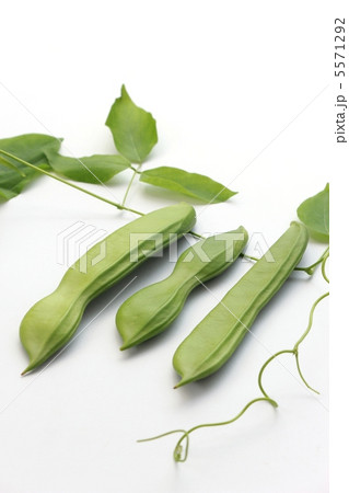 白花ナタ豆 5571292