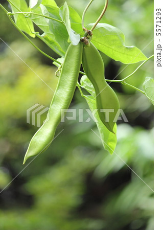 白花ナタ豆 5571293