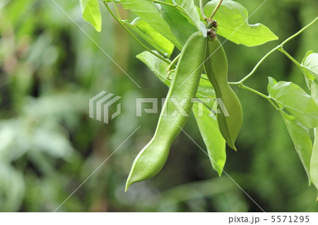 白花ナタ豆 5571295