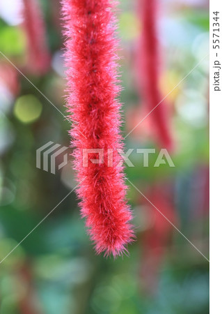 ベニヒモノキ 5571344