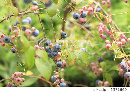 ブルーベリー ブルーベリー 5571669