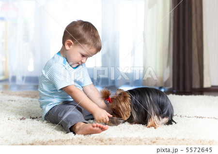 adorable child feeding yorkshire terrier dog  at home 5572645