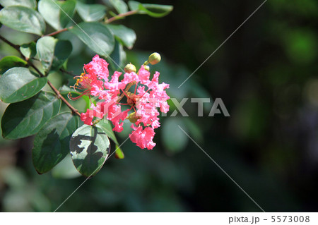 サルスベリ 5573008