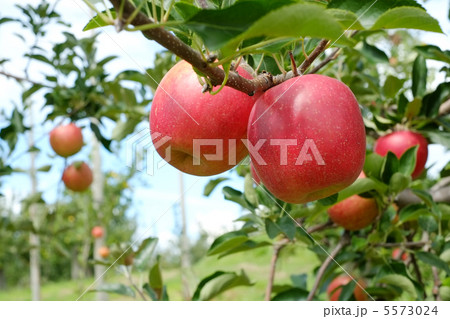 真っ赤なりんご 5573024