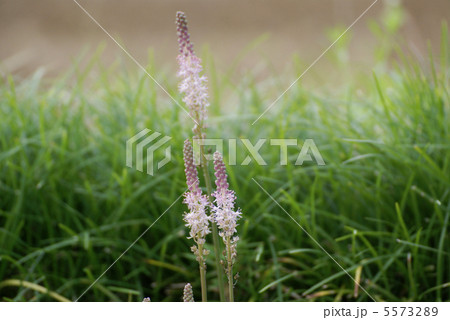 ツルボ ツルボ 5573289