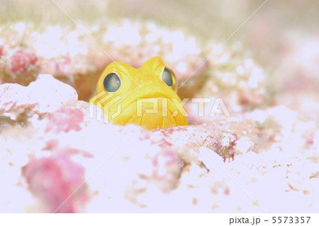 ジョーフィッシュ 5573357