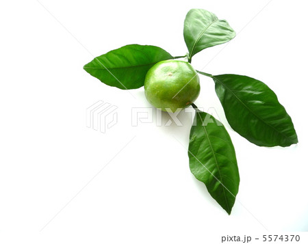 青いみかん 青いみかん 5574370