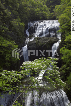 袋田の滝 5月ゴールデンウィークの頃 爽やかな新緑と白い花 ピント芯は正確に滝にあり 水量多し 袋田の滝 5月ゴールデンウィークの頃 爽やかな新緑と白い花 ピント芯は正確に滝にあり 水量多し 5574420